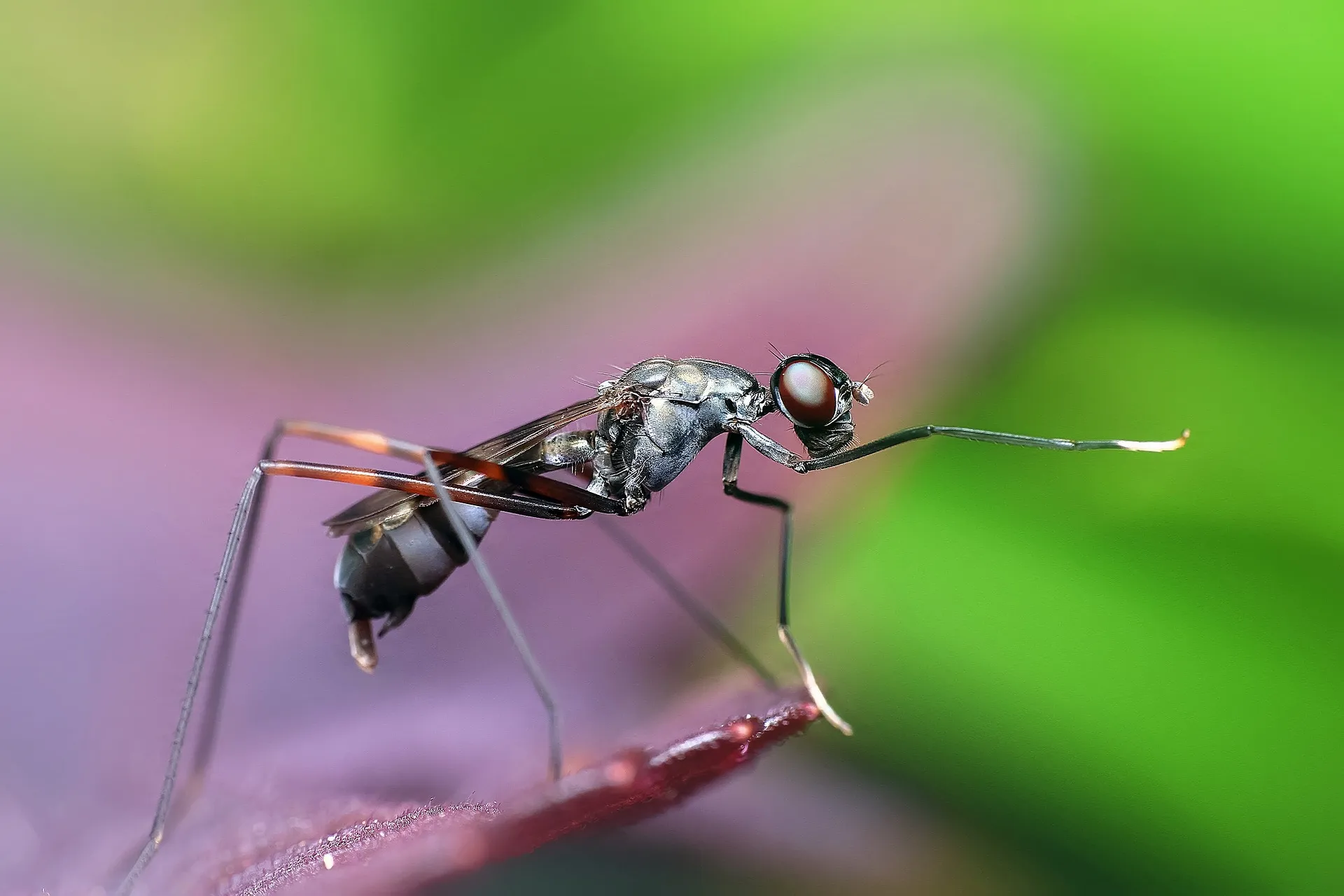 Cómo conviven las hormigas