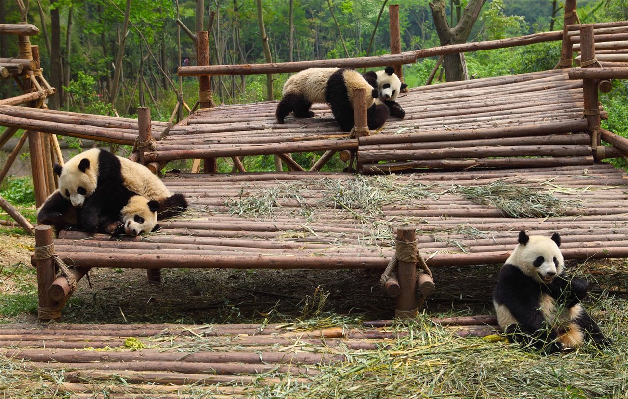Especies y hábitats: Oso Panda - Nuestro trabajo